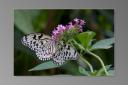 expopapillon